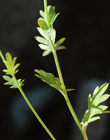 Phacelia_hirsuta_stems.jpg