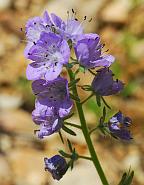 Phacelia hirsuta thumbnail