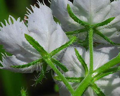 Phacelia_purshii_calyces.jpg