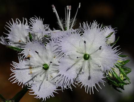 Phacelia_purshii_corollas.jpg