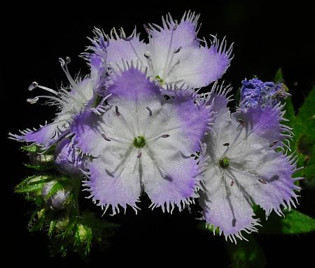 Phacelia_purshii_flowers.jpg