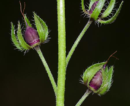 Phacelia_purshii_fruits.jpg