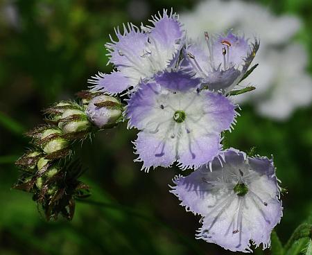 Phacelia_purshii_inflorescence.jpg