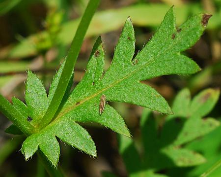 Phacelia_purshii_leaf1.jpg