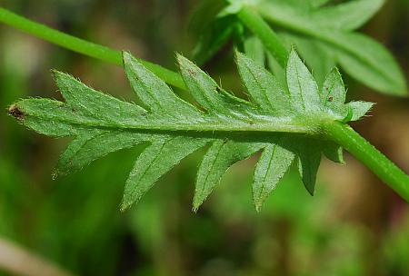 Phacelia_purshii_leaf2.jpg