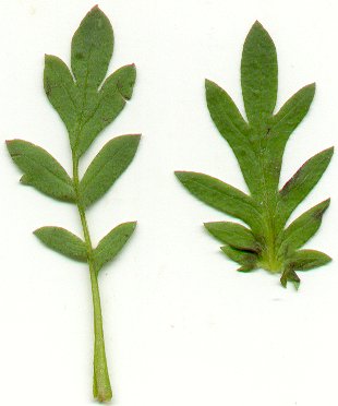 Phacelia_purshii_leaves.jpg