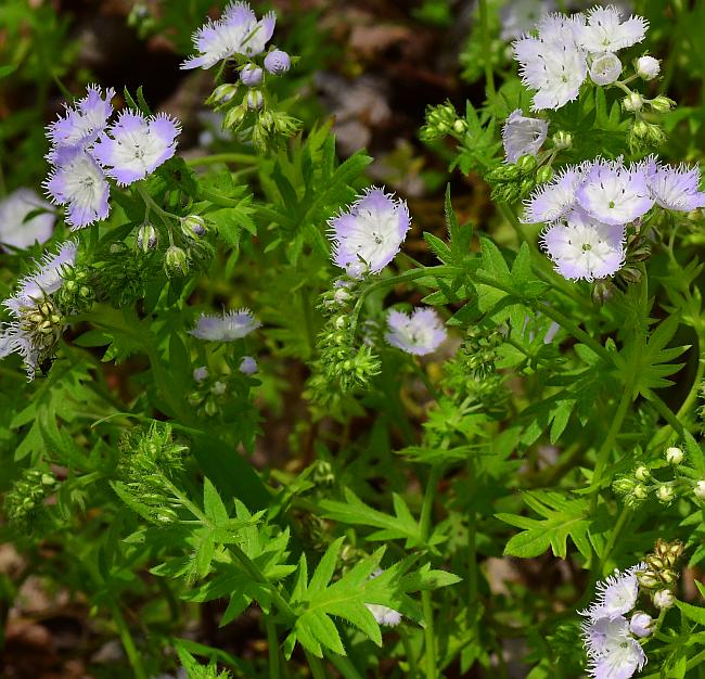 Phacelia_purshii_plant.jpg