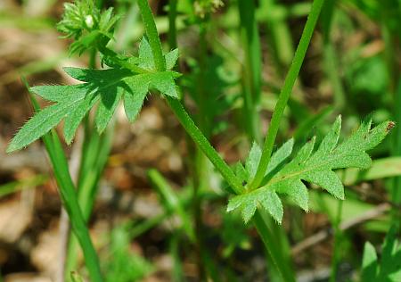 Phacelia_purshii_stem.jpg