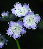 Phacelia purshii thumbnail