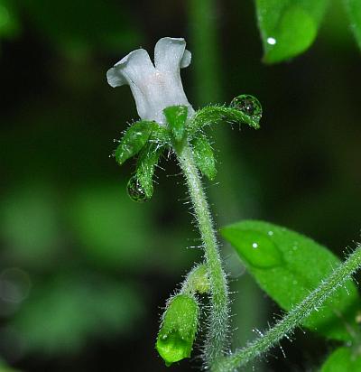 Phacelia_ranunculacea_calyx.jpg