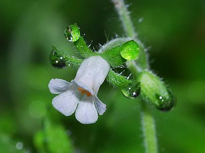 Phacelia_ranunculacea_flower.jpg