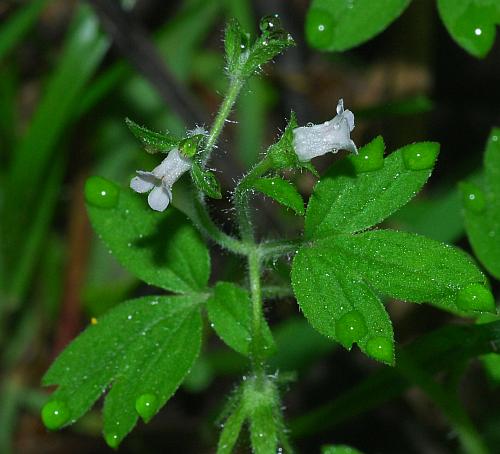 Phacelia_ranunculacea_flowers.jpg