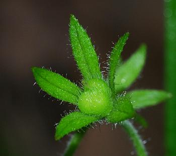 Phacelia_ranunculacea_fruit.jpg