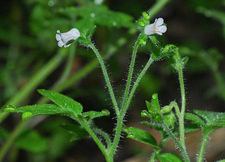 Phacelia_ranunculacea_inflorescence.jpg