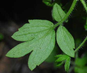 Phacelia_ranunculacea_leaf2.jpg