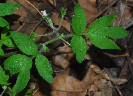 Phacelia_ranunculacea_leaves.jpg