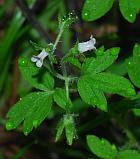 Phacelia ranunculacea thumbnail