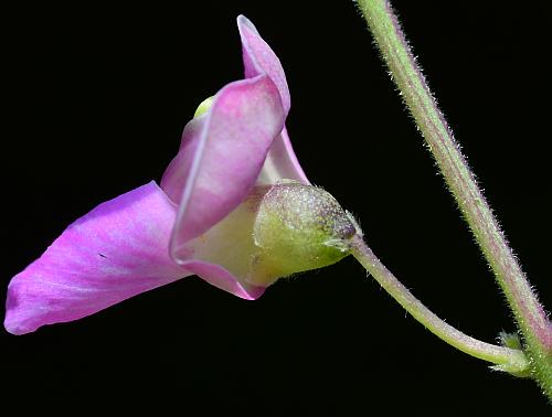 Phaseolus_polystachios_flower1.jpg