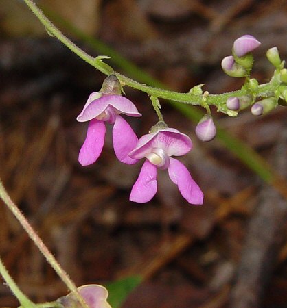 Phaseolus_polystachios_flowers.jpg