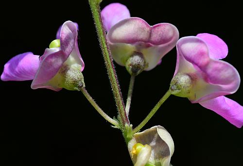 Phaseolus_polystachios_flowers1.jpg