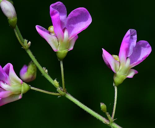 Phaseolus_polystachios_flowers2.jpg