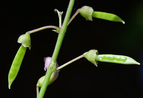 Phaseolus_polystachios_fruits1.jpg