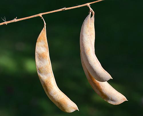 Phaseolus_polystachios_fruits2.jpg