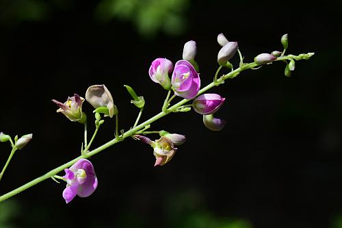 Phaseolus_polystachios_inflorescence1.jpg