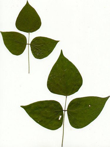 Phaseolus_polystachios_pressed_leaves.jpg