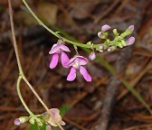 Phaseolus polystachios thumbnail