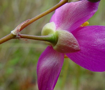 Phemeranthus_calycinus_calyx.jpg