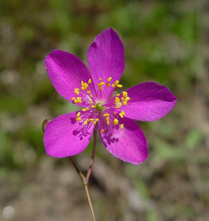Phemeranthus_calycinus_flower.jpg