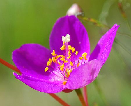 Phemeranthus_calycinus_flower2.jpg