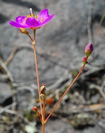 Phemeranthus_calycinus_inflorescence.jpg