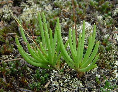 Phemeranthus_calycinus_leaves.jpg