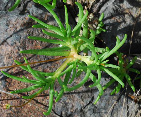 Phemeranthus_calycinus_leaves1.jpg