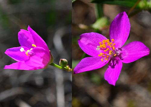 Phemeranthus_calycinus_opening.jpg