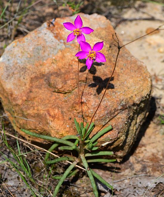 Phemeranthus_calycinus_plant.jpg