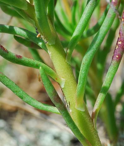 Phemeranthus_calycinus_stem.jpg