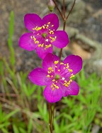 Phemeranthus calycinus thumbnail