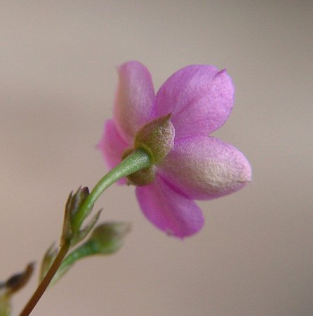 Phemeranthus_parviflorus_calyx.jpg