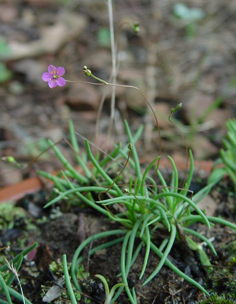 Phemeranthus_parviflorus_plant.jpg