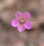 Phemeranthus parviflorus thumbnail