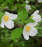 Philadelphus inodorus thumbnail