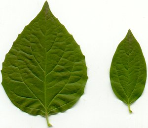 Philadelphus_leaves.jpg