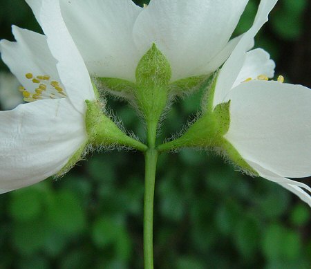 Philadelphus_pubescens_calyx.jpg