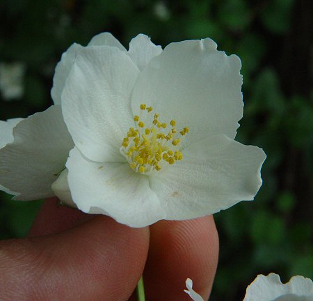 Philadelphus_pubescens_flowers.jpg