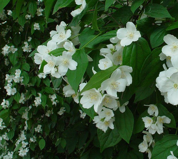 Philadelphus_pubescens_plant.jpg