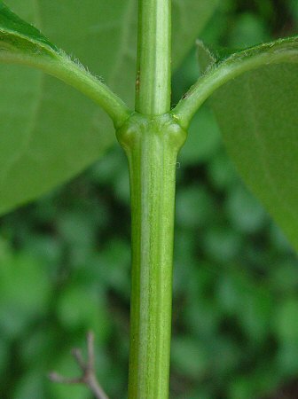 Philadelphus_pubescens_twig.jpg