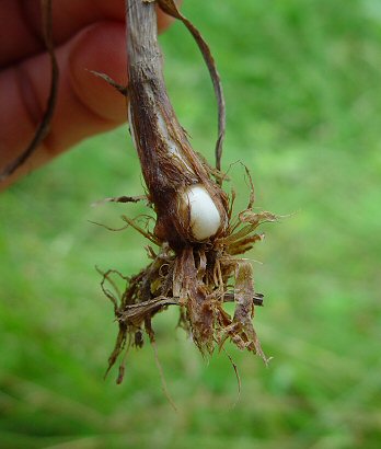 Phleum_pratense_base.jpg